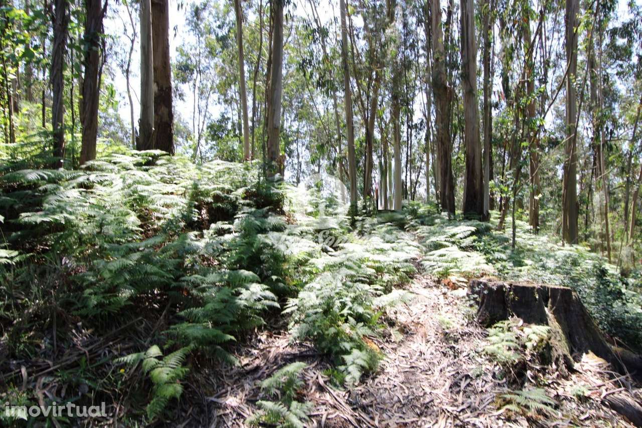 Terreno rústico com 1500m2 em S. Cosme, Famalicão - Grande imagem: 4/5