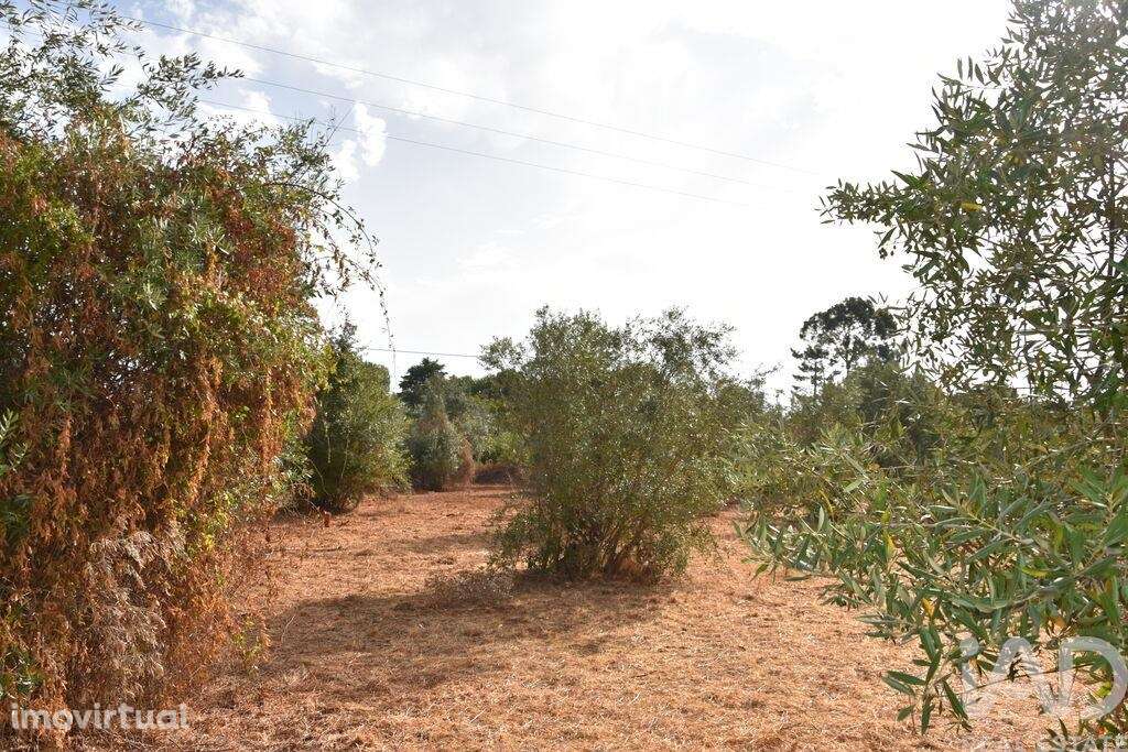 Terreno em Areias e Pias de 1040,00 m2 - Grande imagem: 5/18
