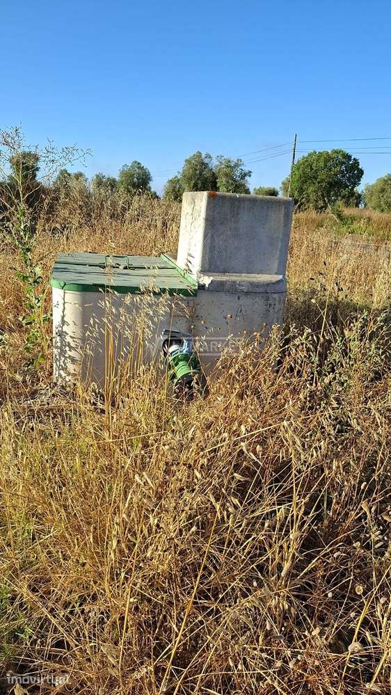 2 Terrenos rústicos com olival totalizando uma área com 17500 m2 situa - Grande imagem: 3/6