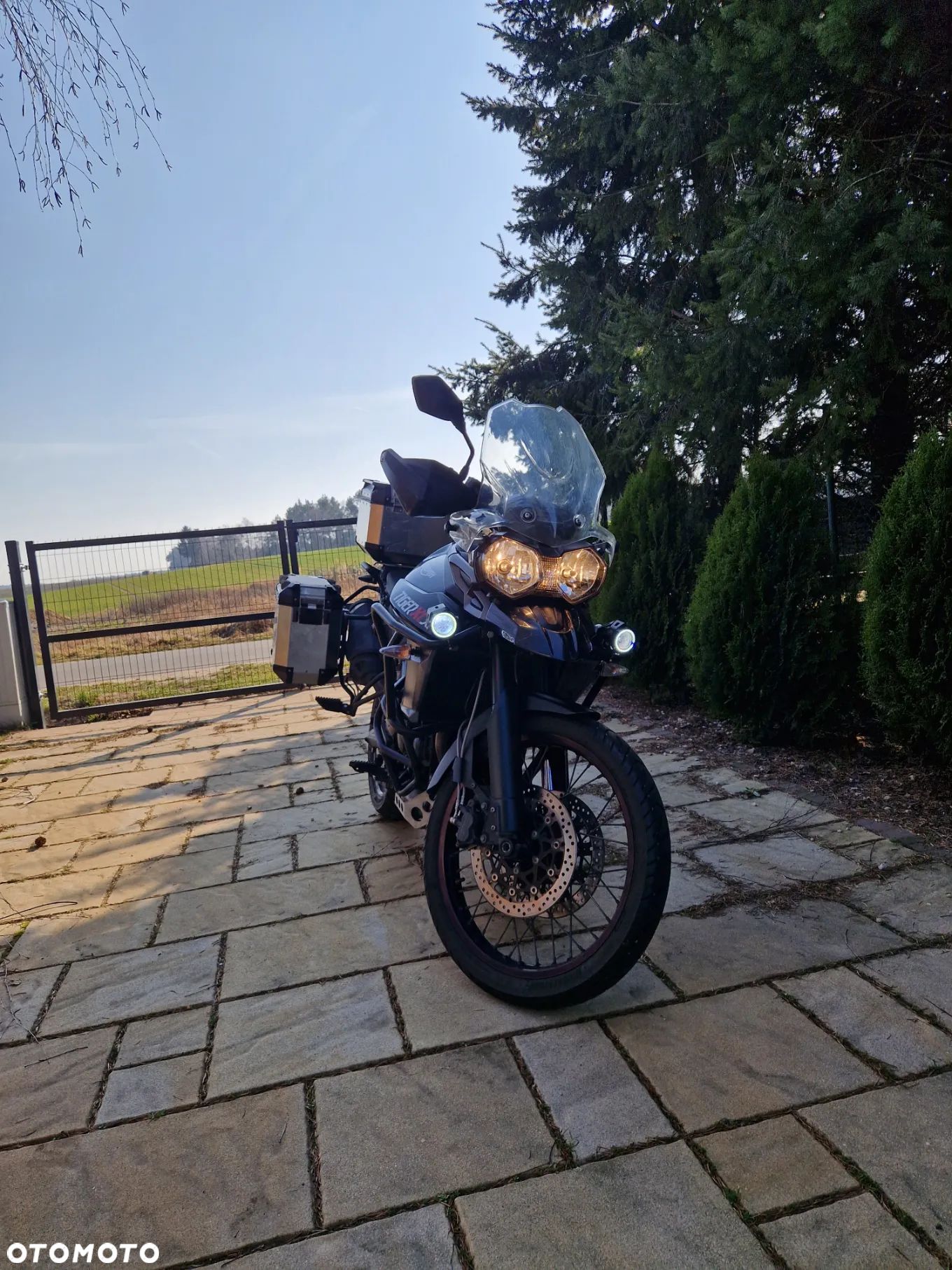 Triumph Tiger - 1