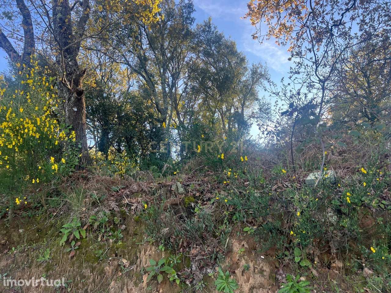 Oportunidade Única: Ruína em Figueiró dos Vinhos - Grande imagem: 4/7