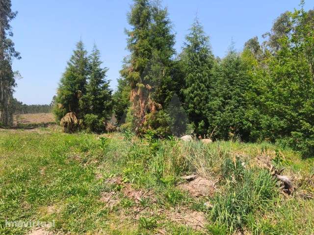 Terreno urbanizável com 11500m2 em Castanheira do Vouga - Grande imagem: 2/9