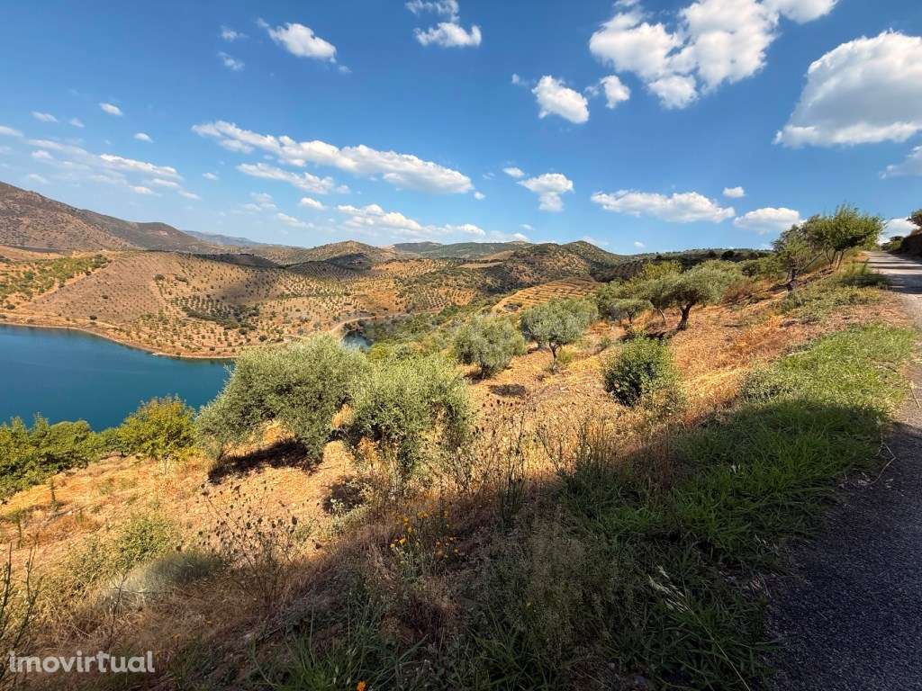 Terreno Agrícola com Oliveiras e Amendoeiras - Vista Deslumbrante p... - Grande imagem: 3/16