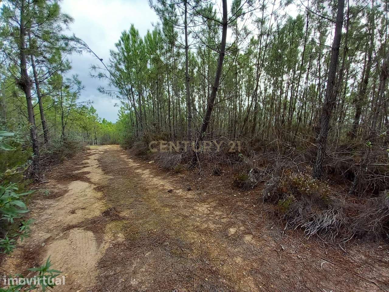 Pinhal com 1,5 ha Vale da Pereira-Santo André das Tojeiras - Grande imagem: 2/7