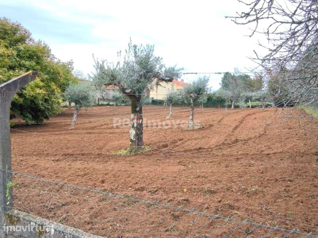 2 Terrenos Rústicos com PDM - Carril, Ferreira do Zêzere - Grande imagem: 2/21