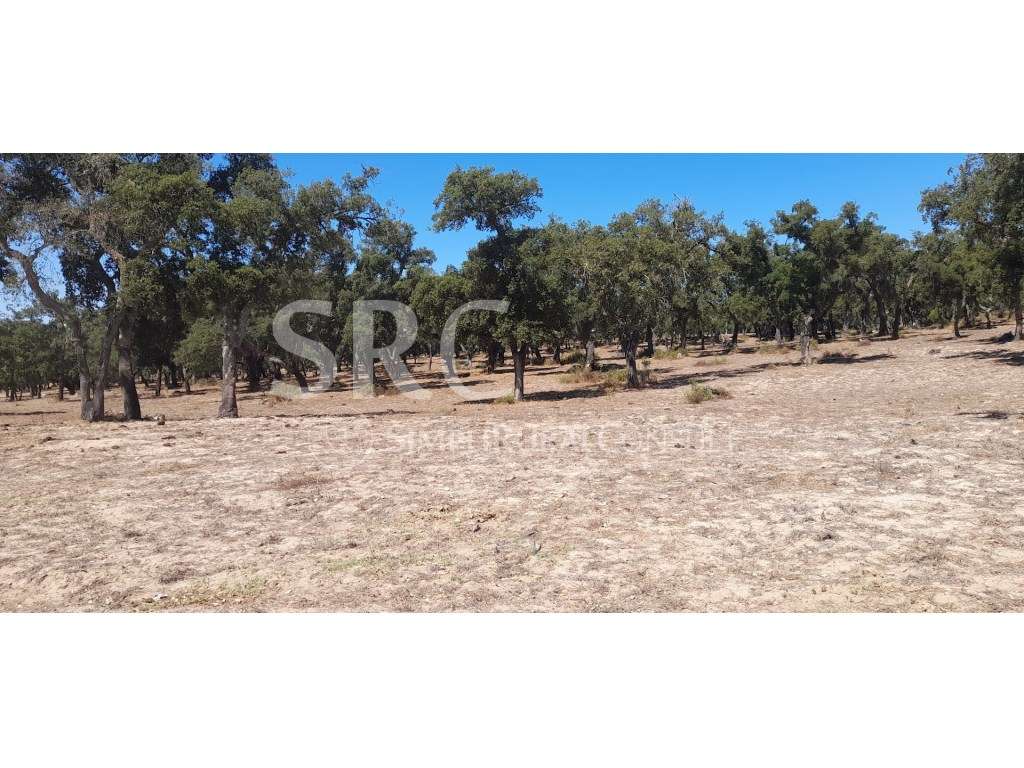 Herdade Mista Vendas Novas - Grande imagem: 5/6