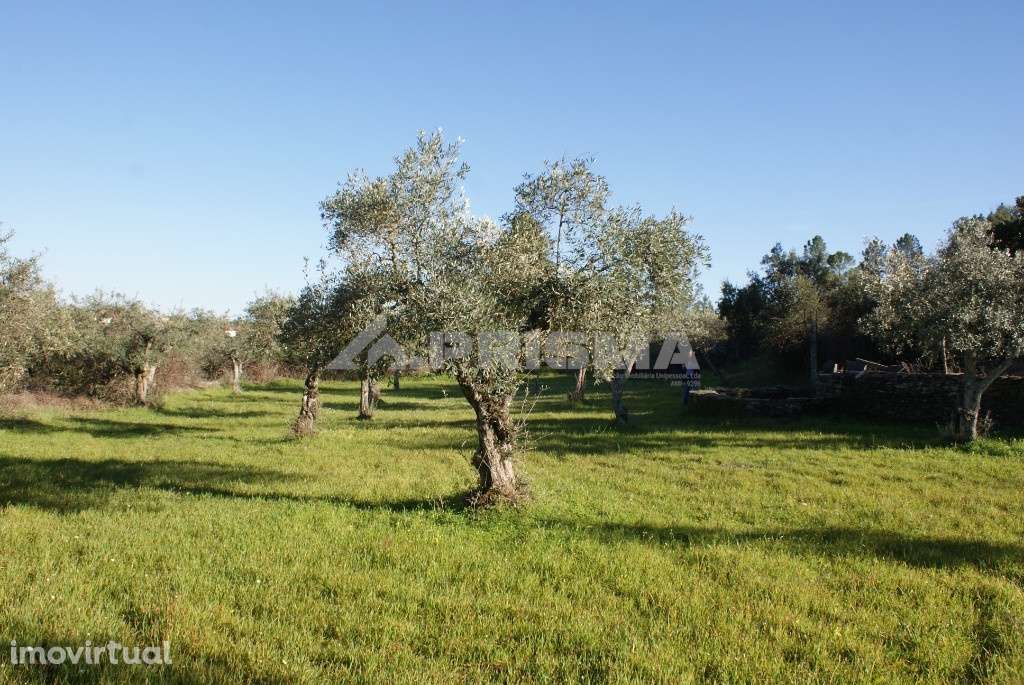 Terreno tipo horta para venda - Grande imagem: 2/8