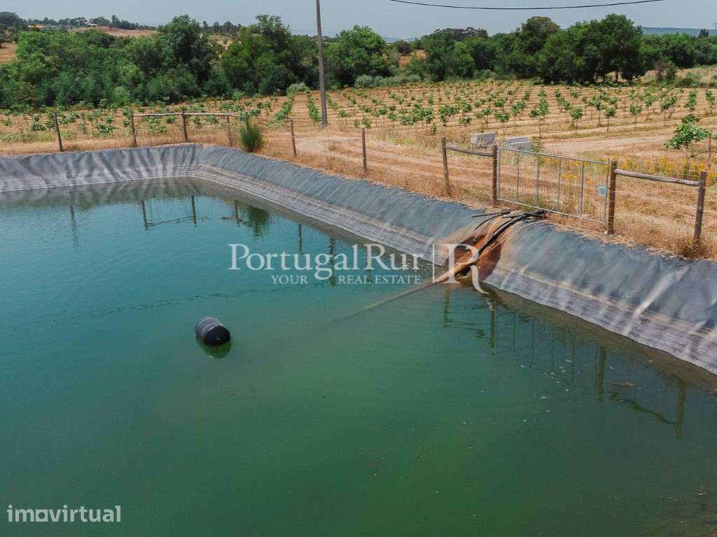 Quinta Exclusiva de Pistacho - 12 Hectares | Investimento Agrícola ... - Grande imagem: 4/19