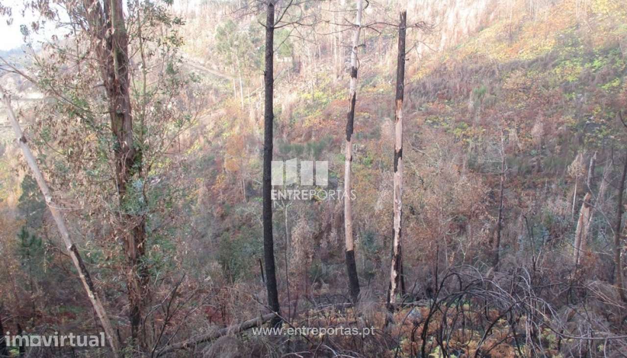 Venda Terreno,São Simão, Amarante - Grande imagem: 4/12