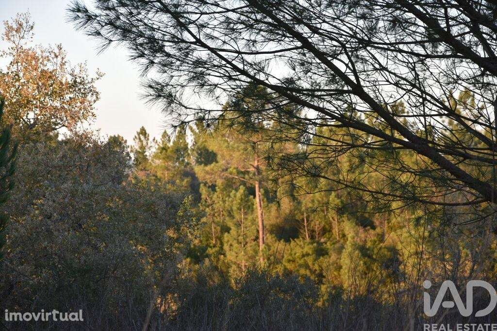 Terreno em Areias e Pias de 5240,00 m2 - Grande imagem: 4/6