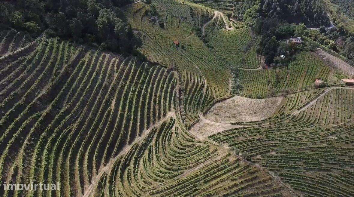 Quinta de Charme no Coração do Douro – Uma Oportunidade Única - Grande imagem: 4/36