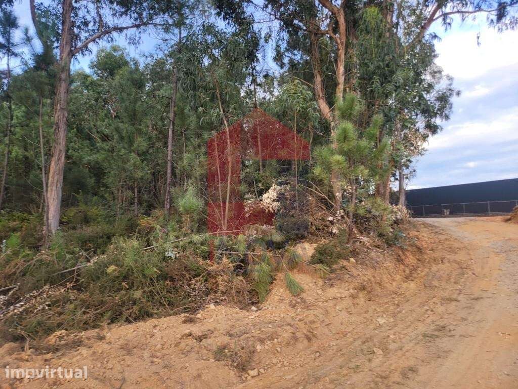 Terreno florestal, Escariz São Martinho - Grande imagem: 3/24
