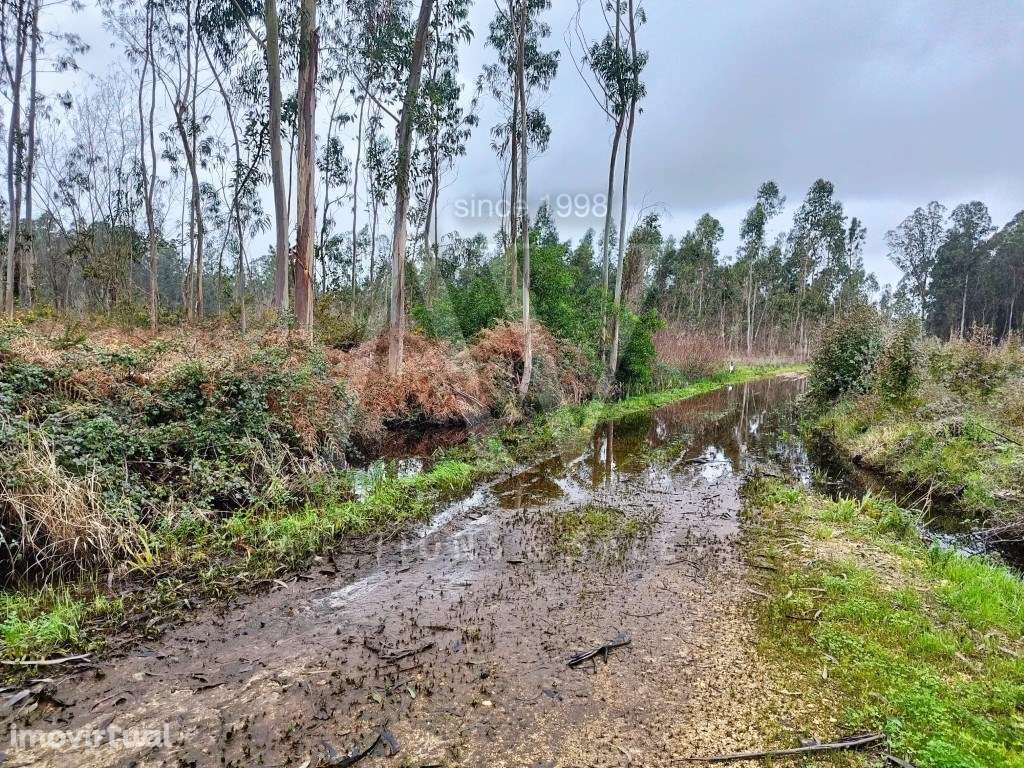 Terrenos Rústicos - Carvalheiro - FEBRES - CANTANHEDE - | LEILÃO EL... - Grande imagem: 4/12