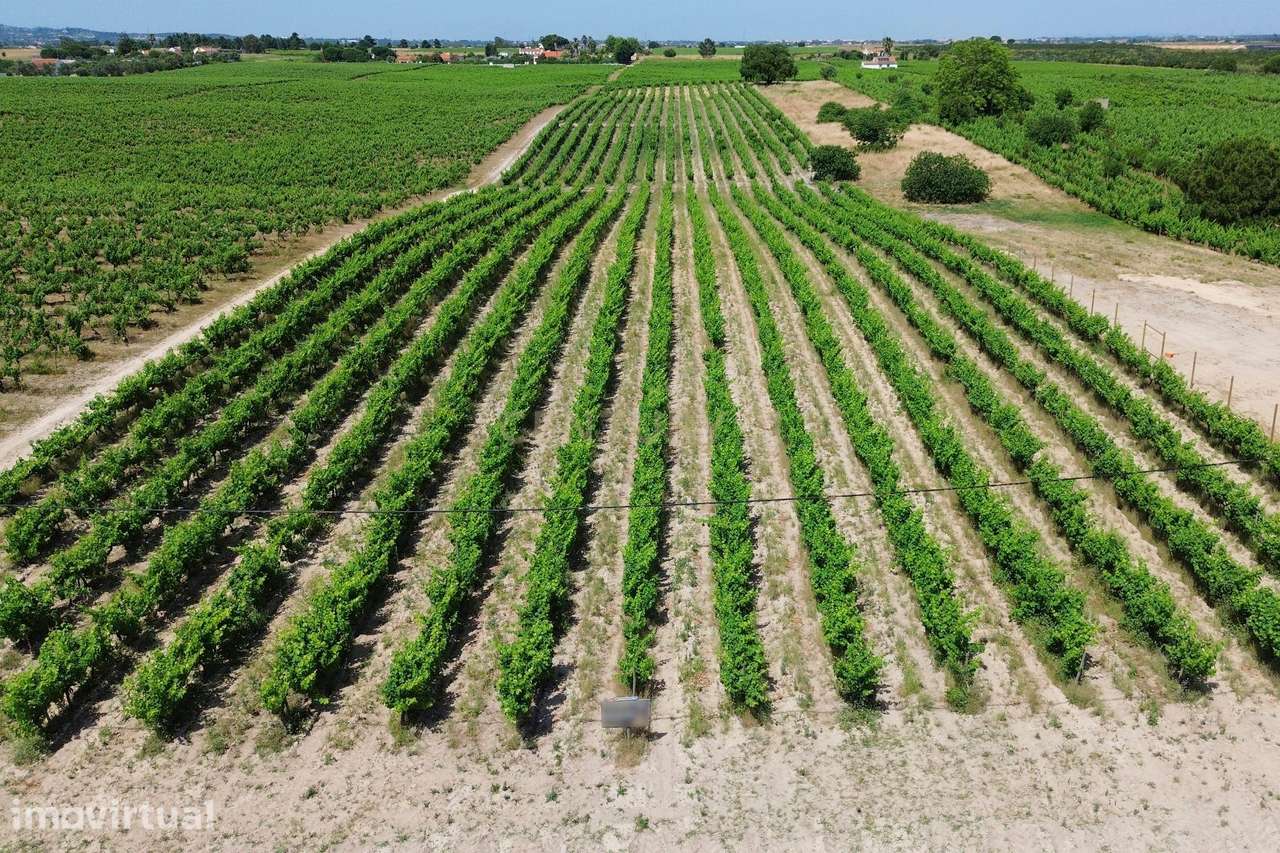 Terreno no Lau com vinhas certificadas - Grande imagem: 3/21