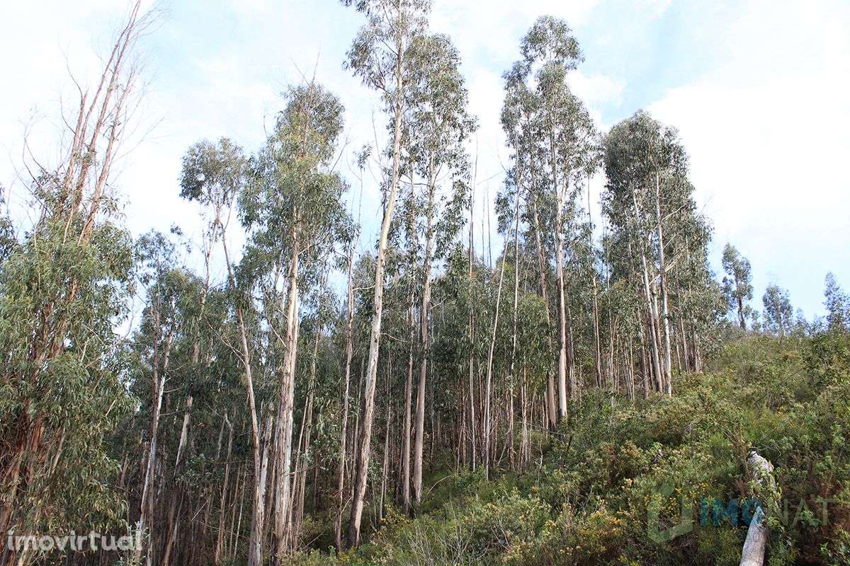 Terreno - Grande imagem: 3/4