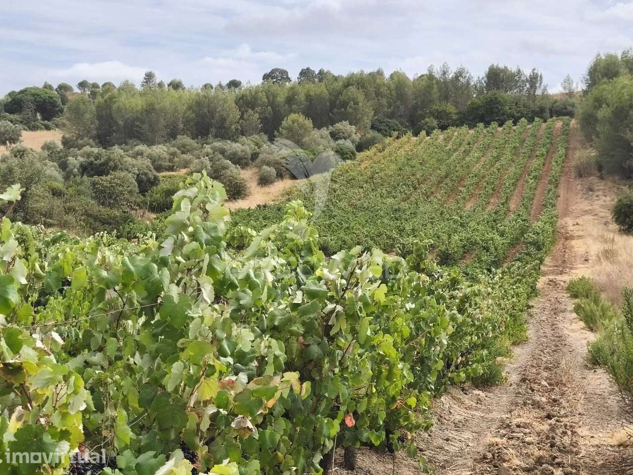 Terreno Rustico Vinha Produtiva - Grande imagem: 3/9