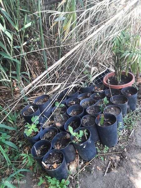 Atendo terreno agrícola. - Grande imagem: 5/8