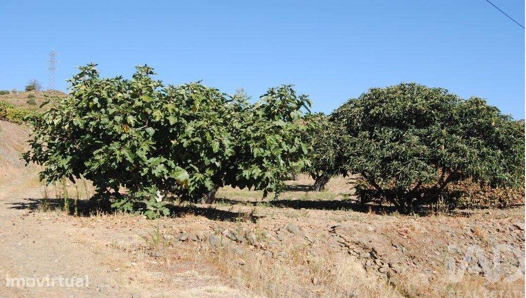 Quinta agricola em Vila Flor e Nabo - Grande imagem: 5/10