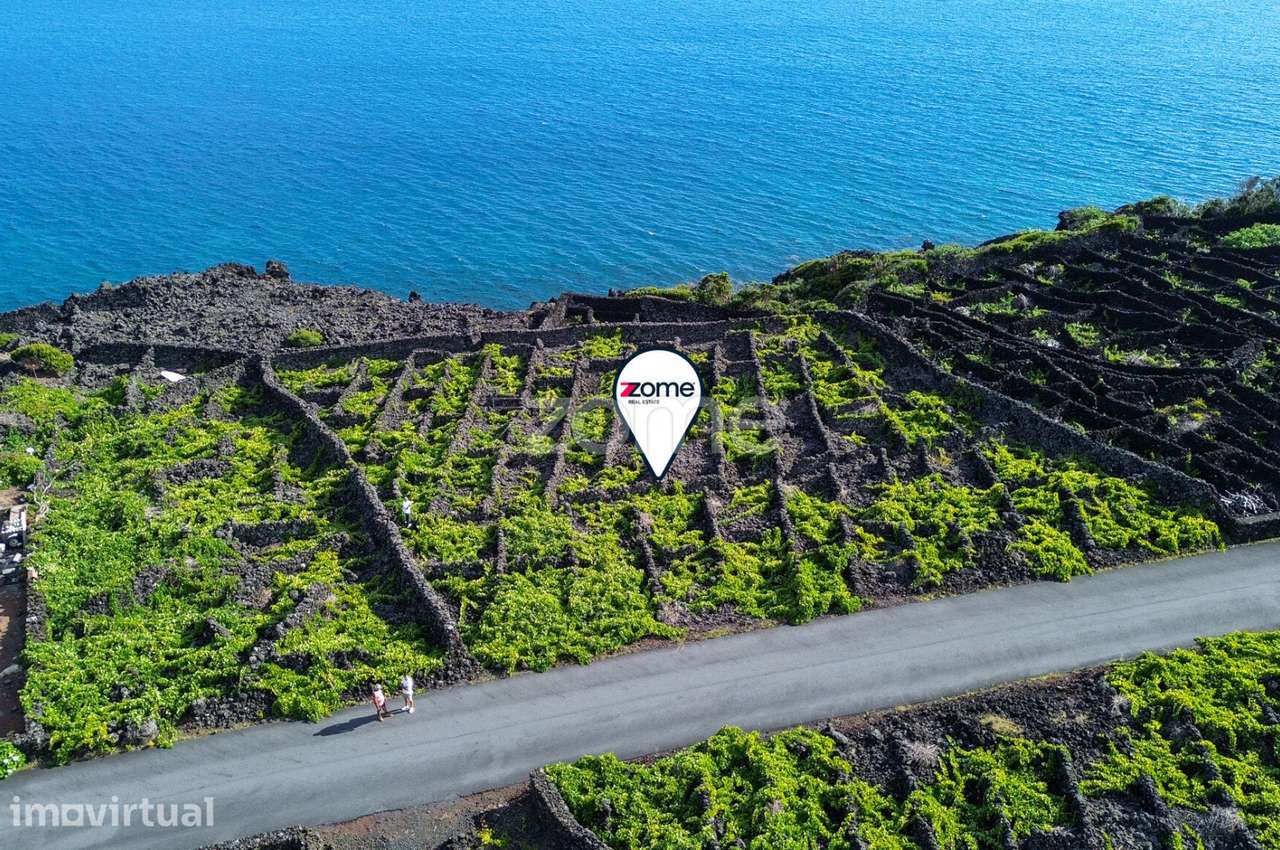 Terreno de vinhas com 1.467 m2, em São Caetano na Ilha do Pico