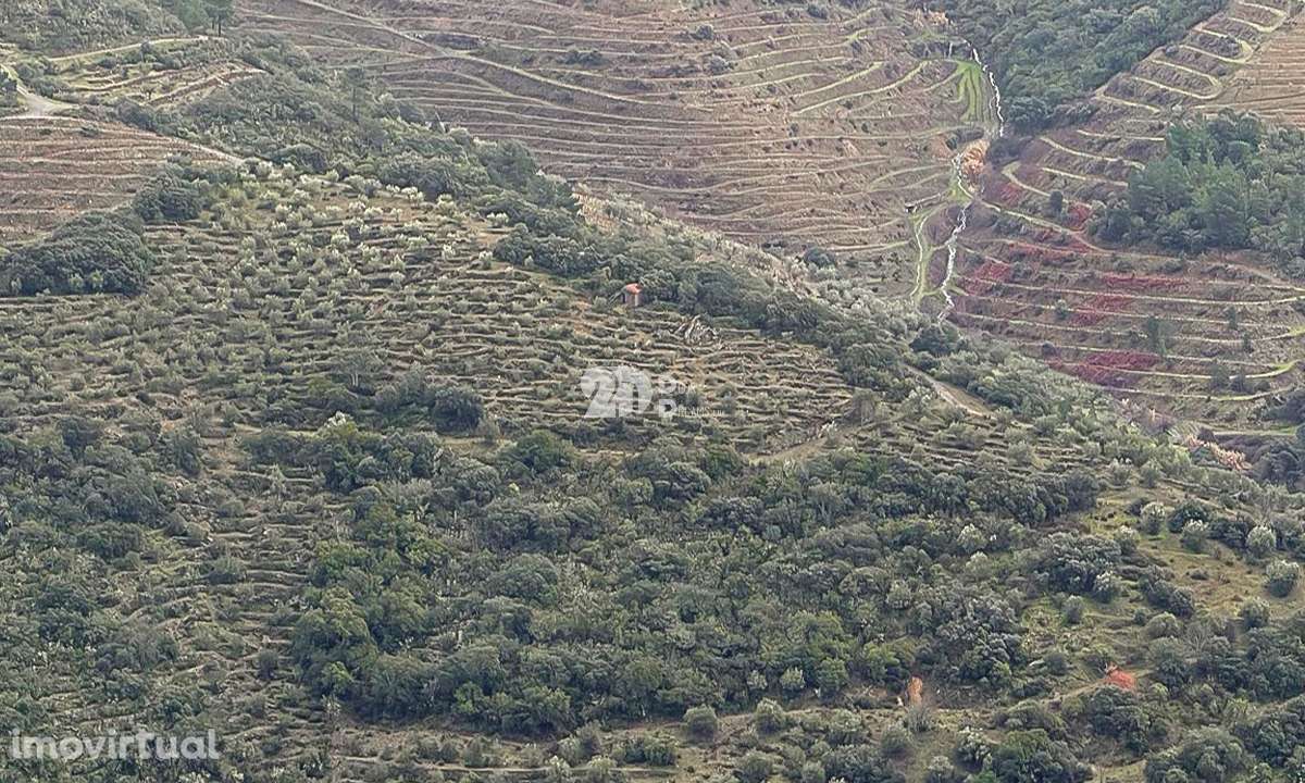 Quinta - Tabuaço - Grande imagem: 4/12