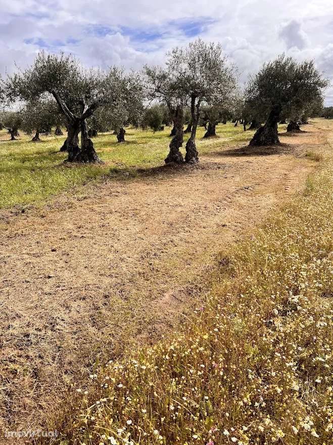 Terreno Agrícola 7.250 m² em Campo Maior - Grande imagem: 3/6