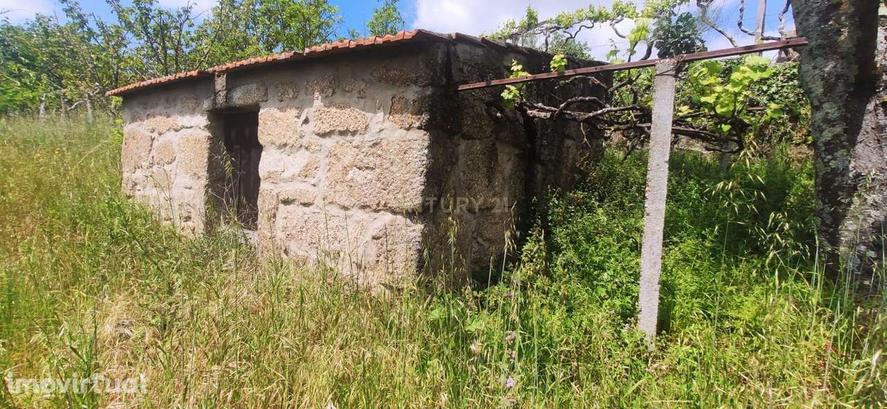 Terreno com casinha e vista para o rio Douro, em S. Tomé de Covelas, B - Grande imagem: 4/60