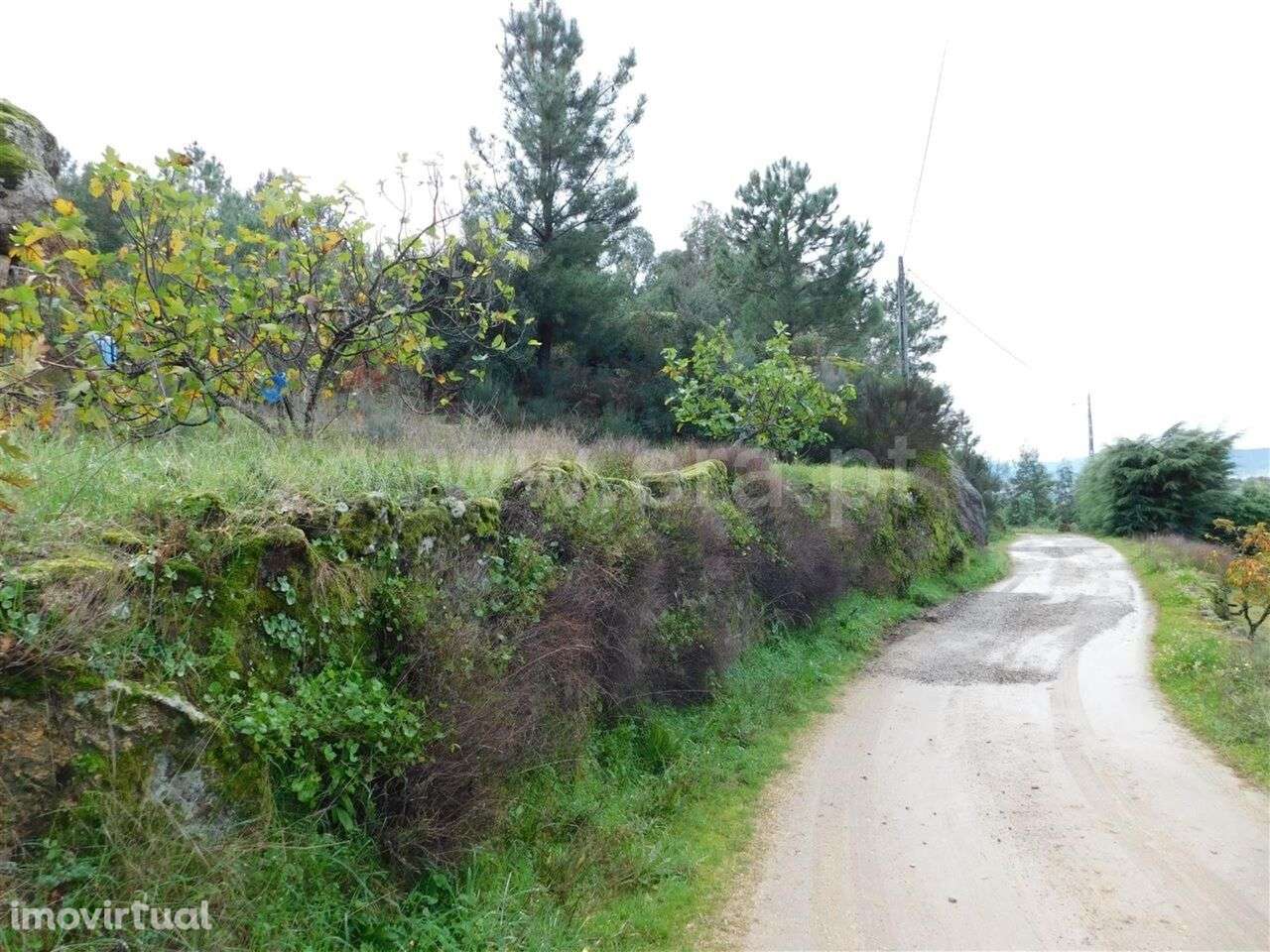 Terreno Rústico / Fundão, Pêro Viseu - Grande imagem: 3/6