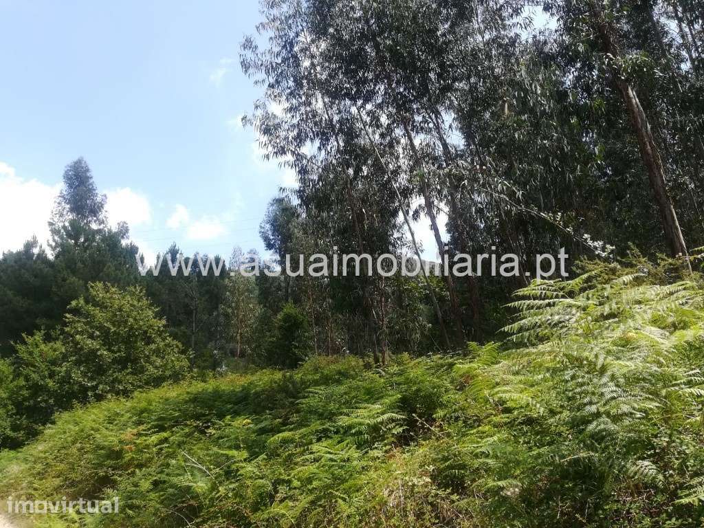 Terreno/Bouça - Caldelas - Grande imagem: 5/7