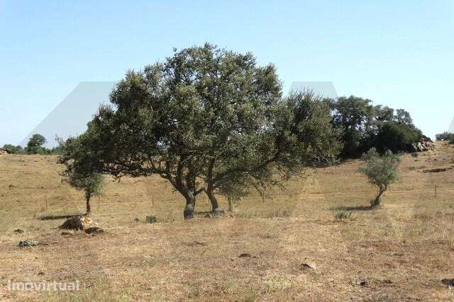 Terreno com 9.74 ha, junto à Barragem Monte da Rocha - Ourique - Grande imagem: 3/7
