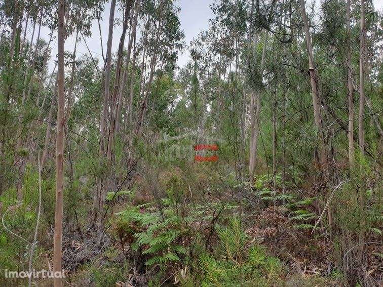Terreno rústico com eucaliptos, Cercal, Ourém - Grande imagem: 4/7