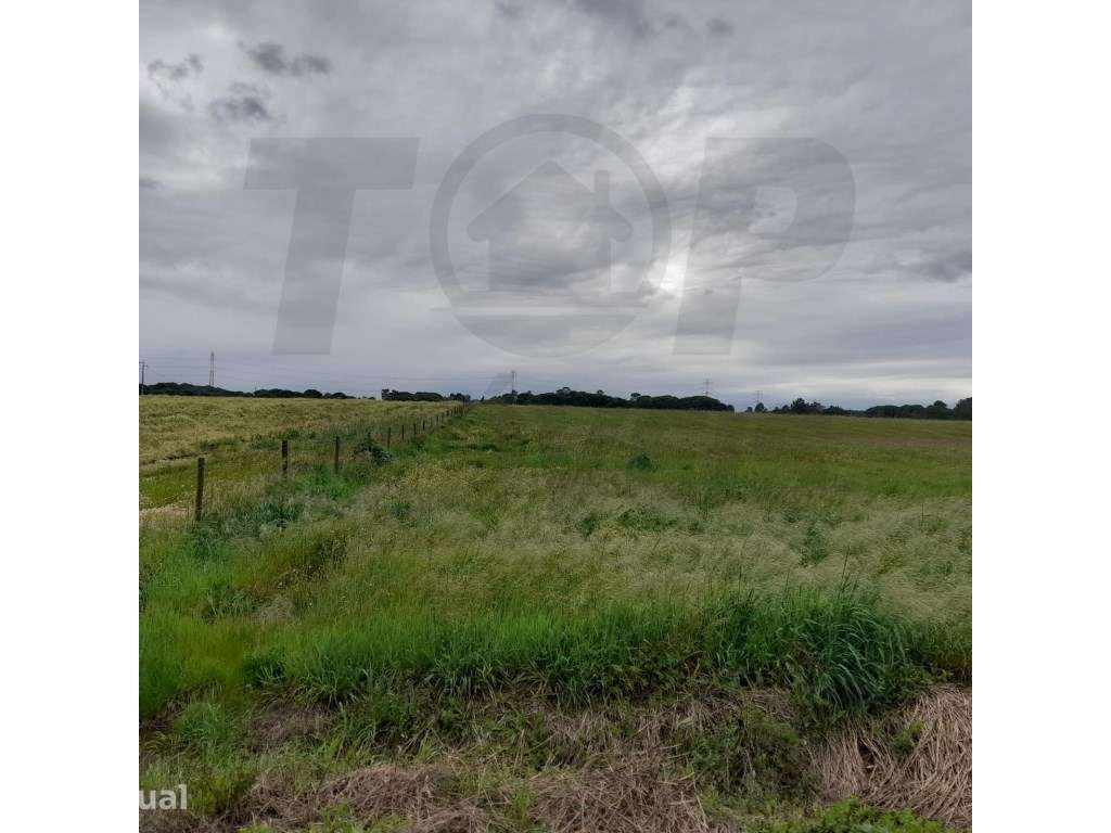 Terreno Agrícola - Foros da Charneca - 50.000€ - Grande imagem: 3/16
