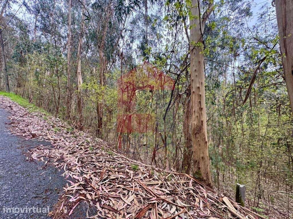 Terreno florestal, Sande - Grande imagem: 3/21