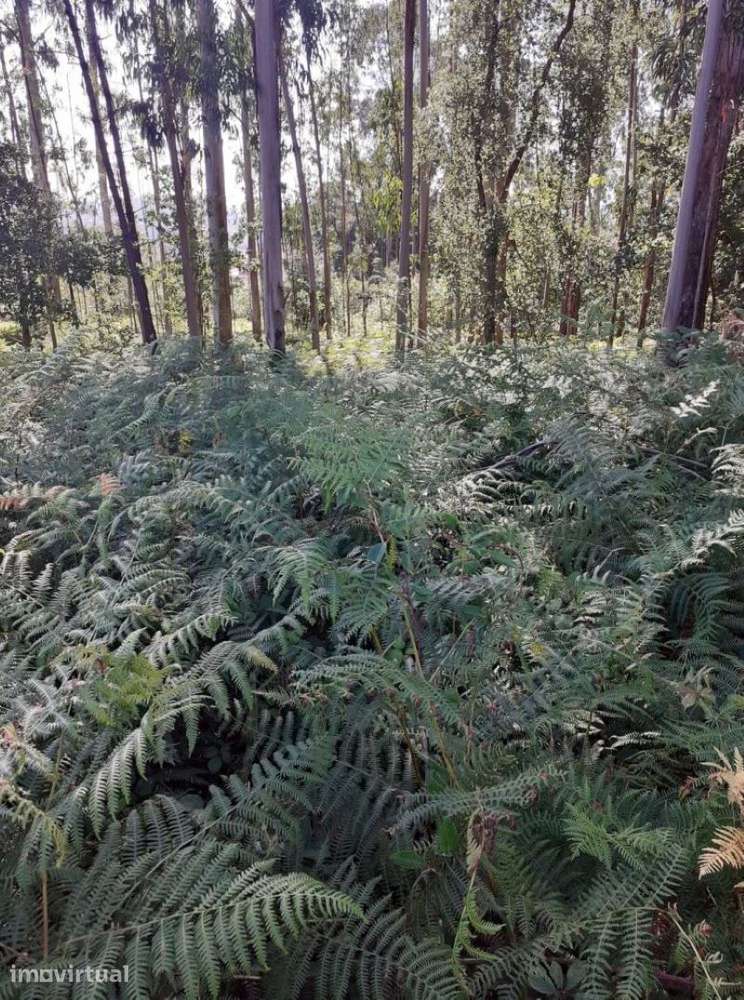 Terreno em Argoncilhe com 1100 m2 - Grande imagem: 4/9