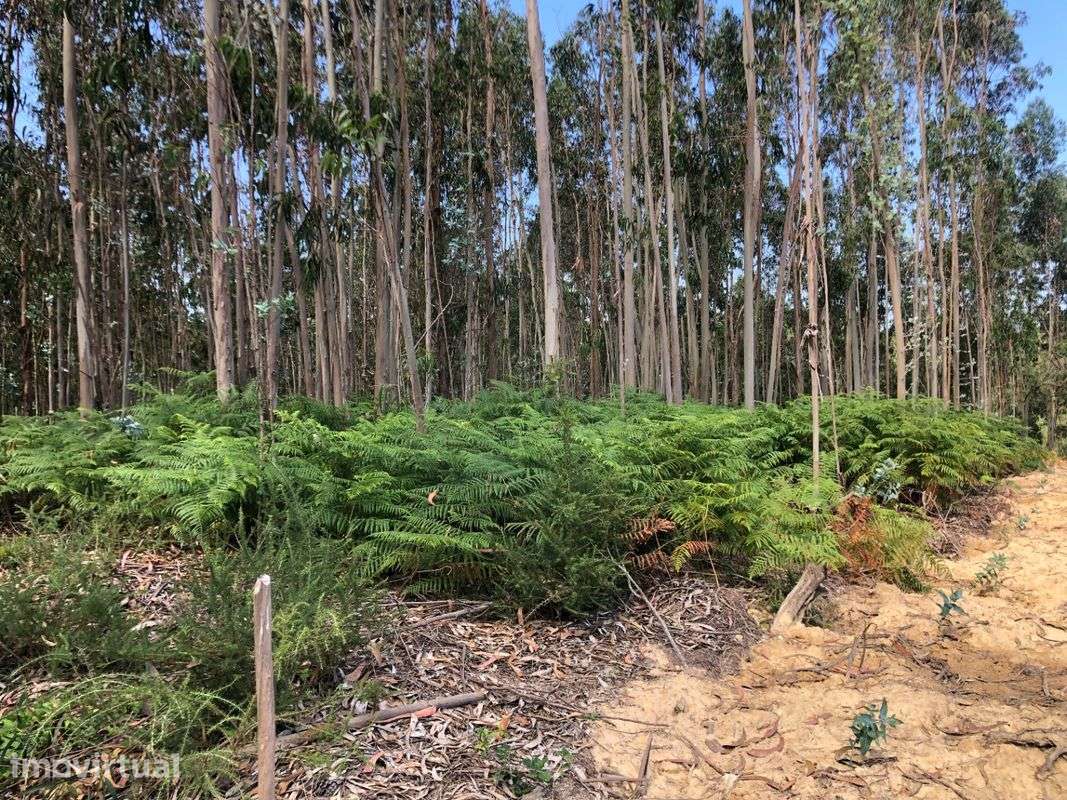 Terreno  para venda - Grande imagem: 2/5