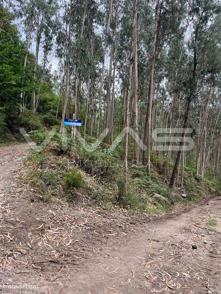Terreno Rústico  Venda em Vilela, Seramil e Paredes Secas,Amares - Grande imagem: 3/8
