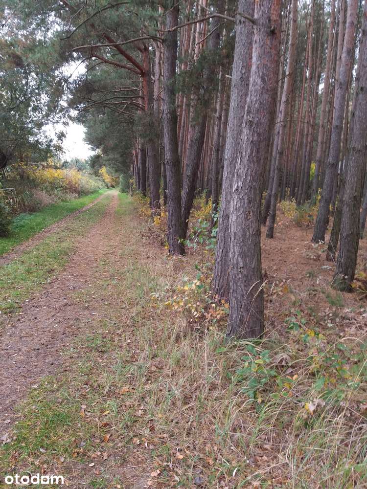 Duża działka w otoczeniu lasu i jeziora – Józefina - Pełny obrazek: 2/9