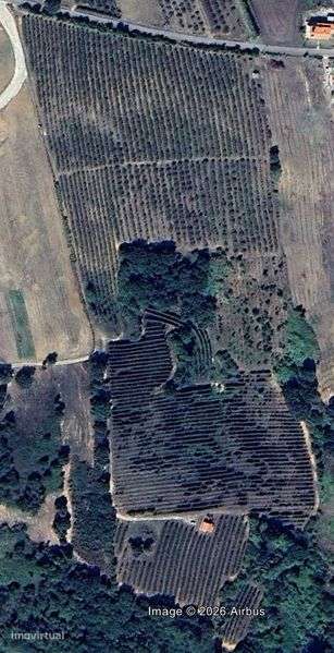 Arrenda-se pomar de Pera Rocha com 6 hectares - Grande imagem: 4/4