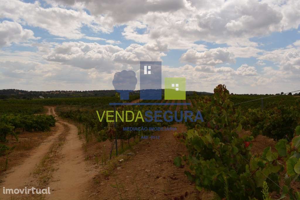 Propriedade vinícola, em Vila de Frades, Vidigueira - Grande imagem: 2/9