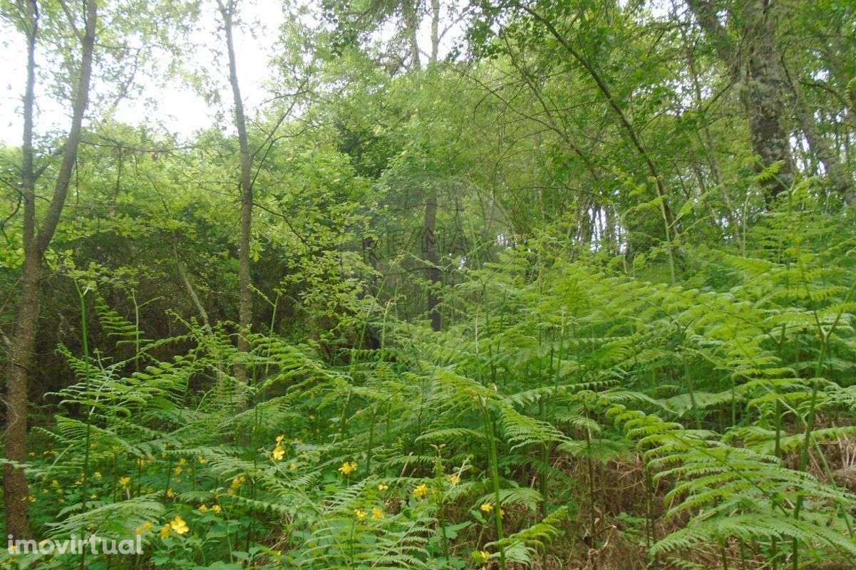 Terreno  para venda - Grande imagem: 4/20