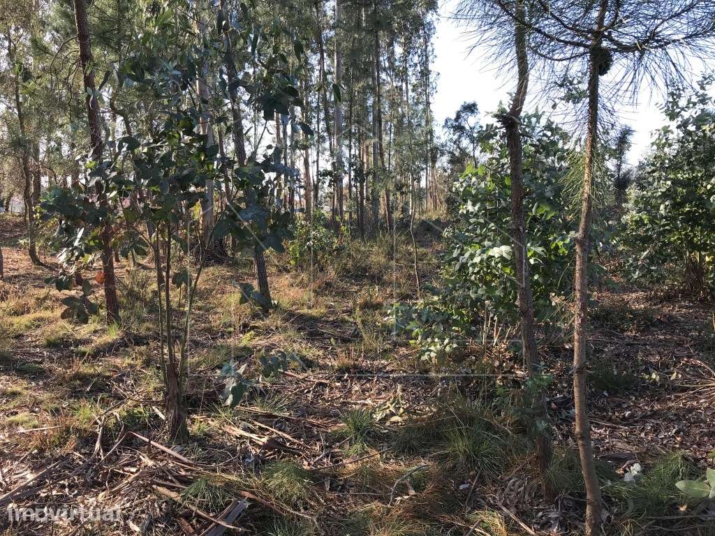 Terreno Urbano em Barrô - Grande imagem: 5/7