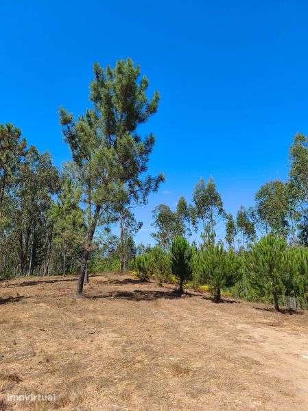 Terreno Rústico com 5.551 m² em Ázere e Covelo (Tábua) – 5.500 € - Grande imagem: 5/12
