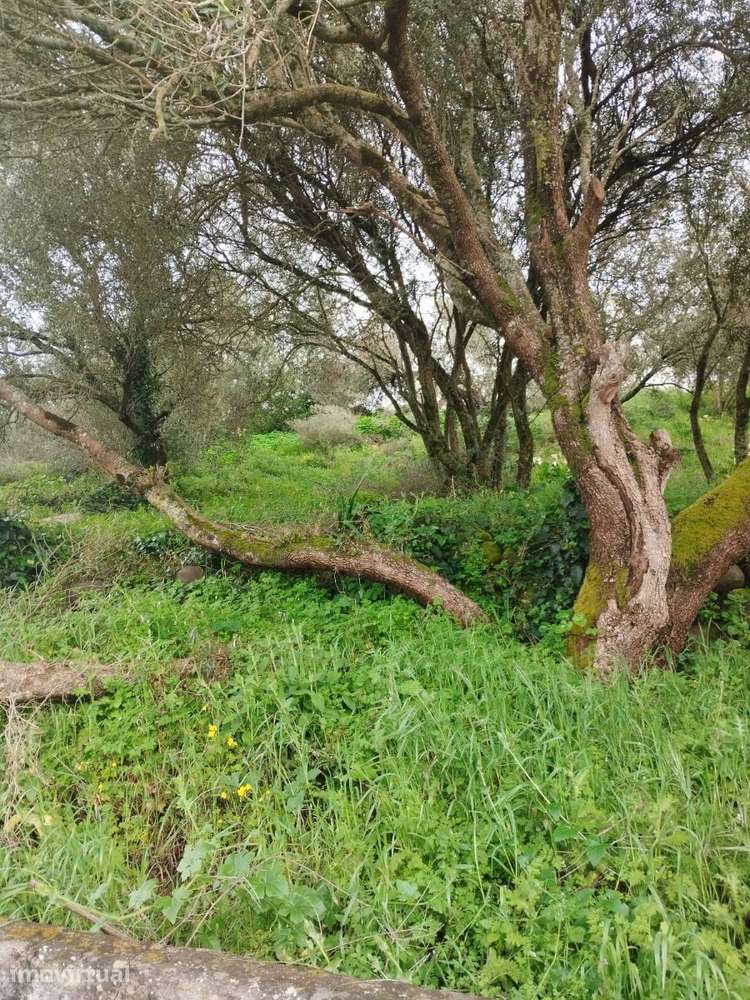 Terreno à venda em Sintra - Grande imagem: 2/3