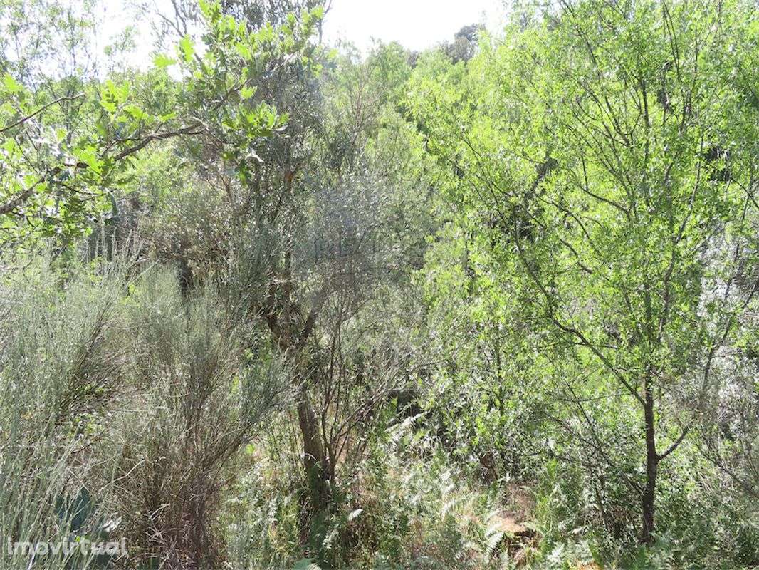 Quinta  para venda - Grande imagem: 5/25