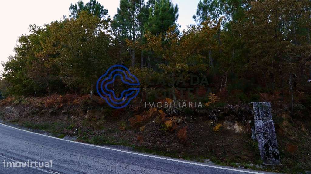 Terreno Florestal - Queimada - Baião - Grande imagem: 4/5