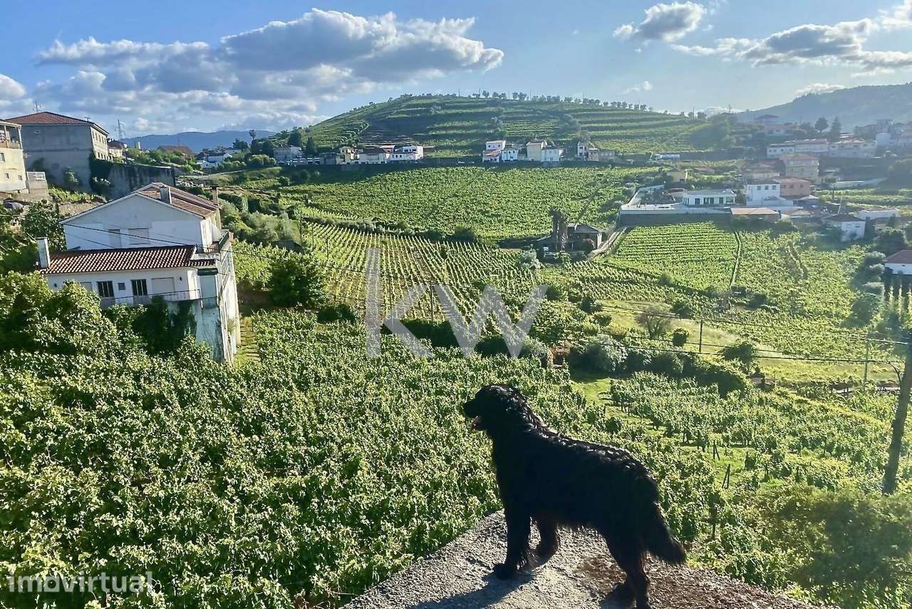 Quinta da Aveleira – Douro – Santa Marta de Penaguião - Grande imagem: 5/35