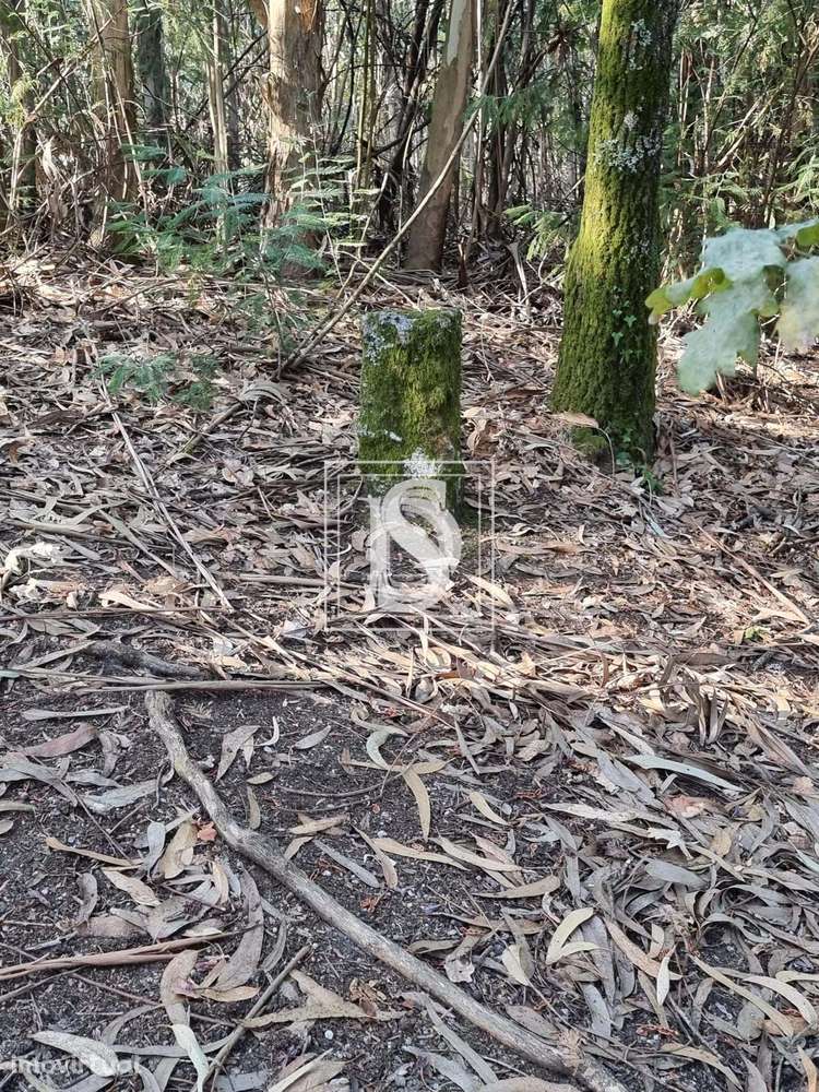 Terreno   em Arões (São Romão) - Grande imagem: 3/6