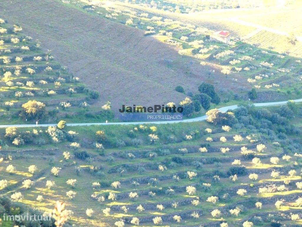300.000m2 Propriedade com Olival, em Barca DAlva. Portugal, Guarda,... - Grande imagem: 4/9