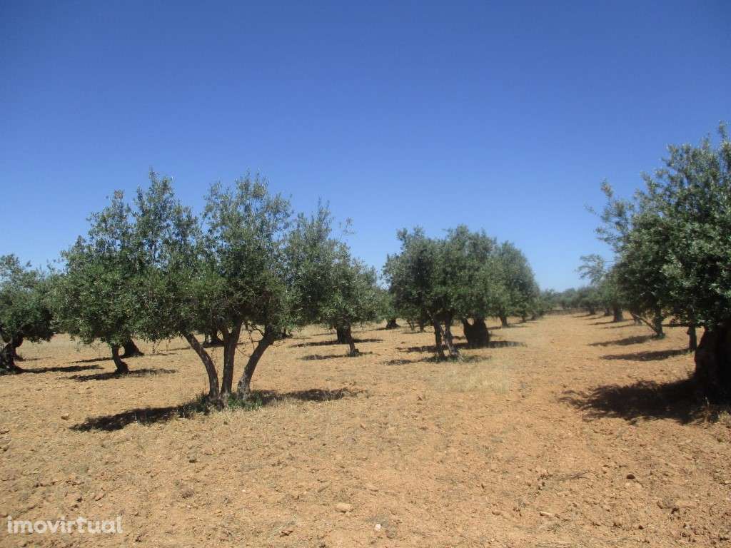 Terreno Rústico em Santiago Maior - Grande imagem: 4/4