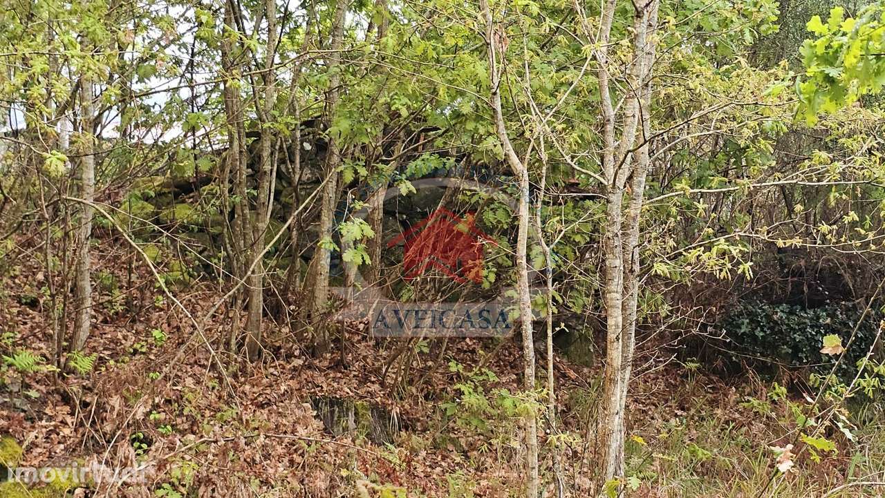 TERRENO PARA MORADIAS JUNTO AO RIO VOUGA - Grande imagem: 3/5