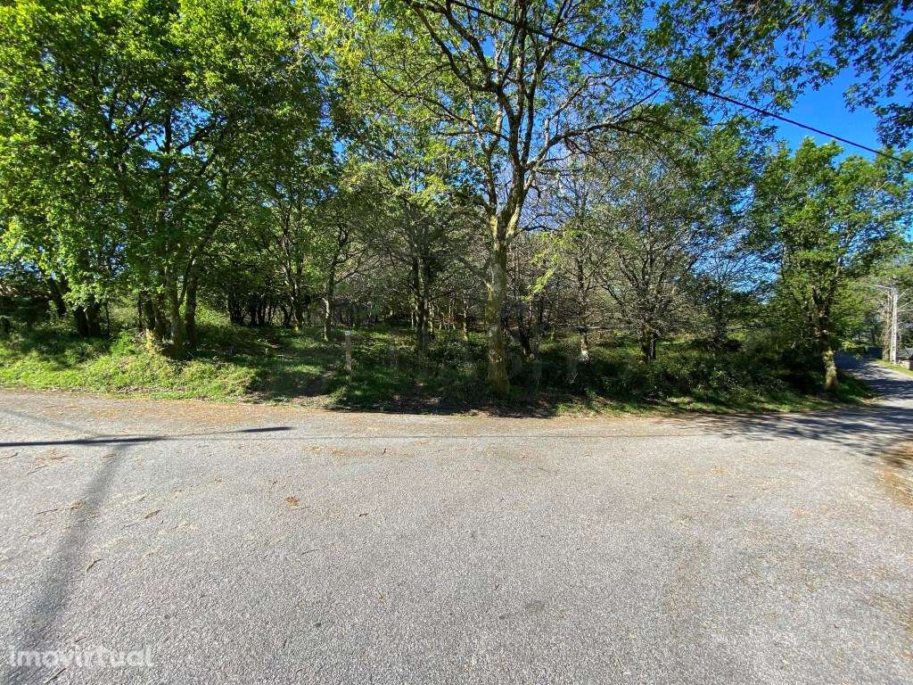 Terreno com Carvalhos - Grande imagem: 3/8